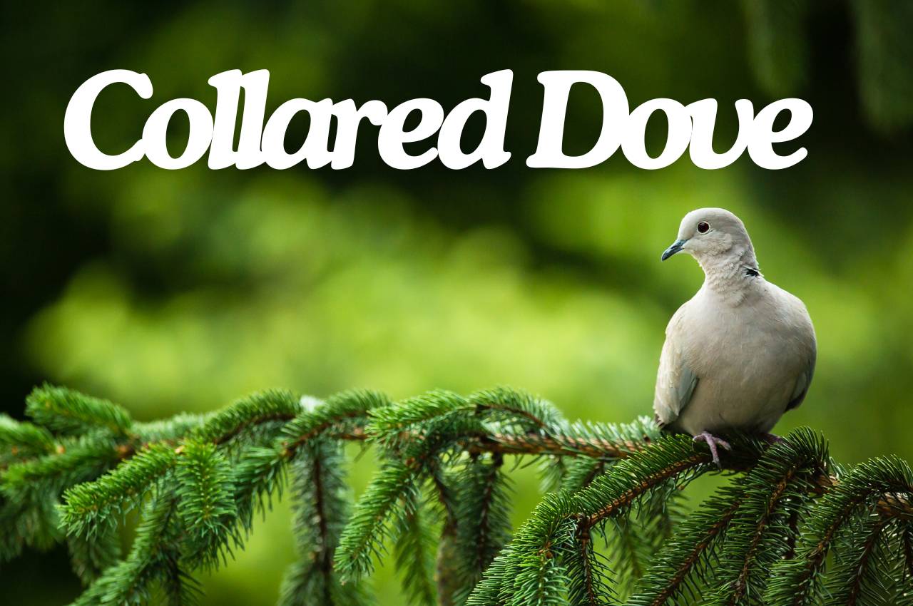 Bird Fact File: Collard Dove